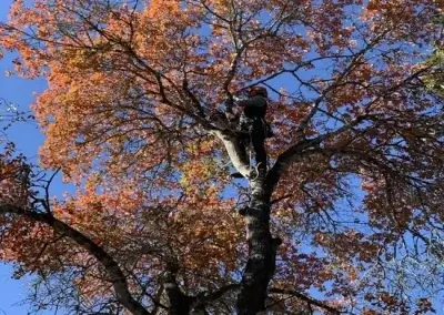 A tree during tree trimming in Cedar Park, TX