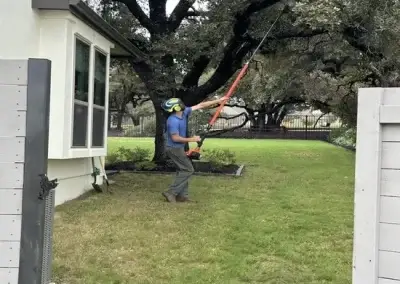 A tree pruning in Georgetown, TX
