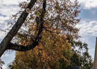 A tree pruning in Hays County, TX