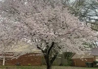 A tree before pruning in Travis County, TX