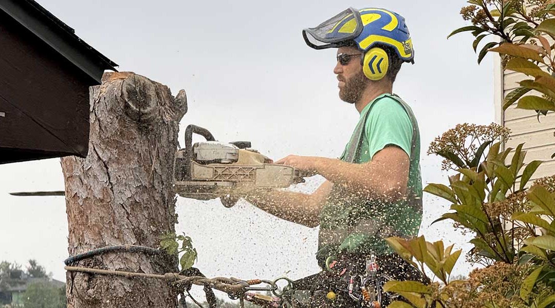Understanding Different Types of Tree Removal in Travis County, TX