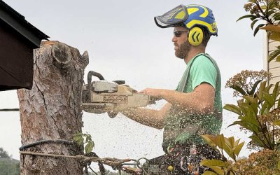 Understanding Different Types of Tree Removal in Travis County, TX
